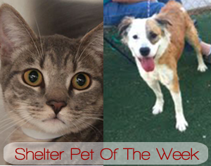 Shelter Pet Of The Week